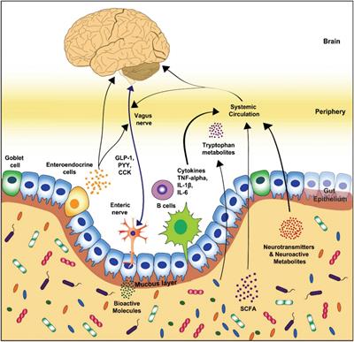 Frontiers | The Interplay Between The Gut-brain Axis And The Microbiome ...